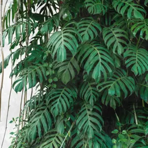 A.S. Création - 382411